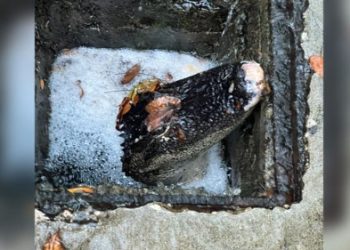 배수관에 갇힌 악어…6개월만에 자유의 몸(영상)