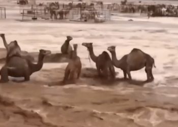 낙타들 폭우에 허우적…두바이 사상 초유 물난리(영상)