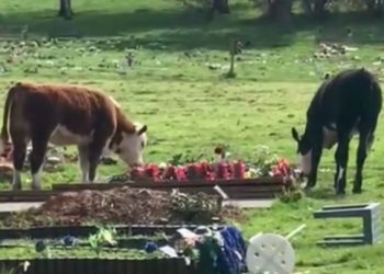 도망친 소들, 묘지 난입해 훼손…”X까지 싸”(영상)