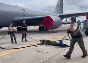 미 공군기지 활주로에 악어 행차(영상)