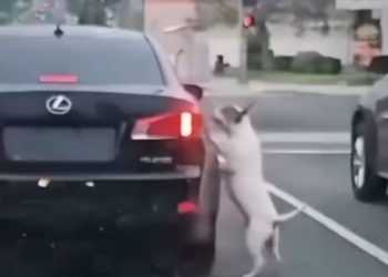 눈물 나게 가슴 아픈 “버리지 마세요” (영상)