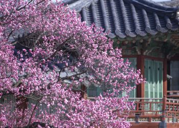 [지금 한국 가면] 덕수궁 살구나무엔…서울 봄꽃 명소들(화보)