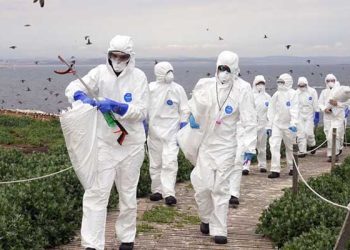 WHO, “조류인플루엔자 인간들 사이 감염 가능” 경고