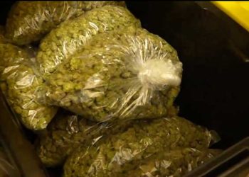 샌버나디노서 불법마리화나 제조 시설 급습