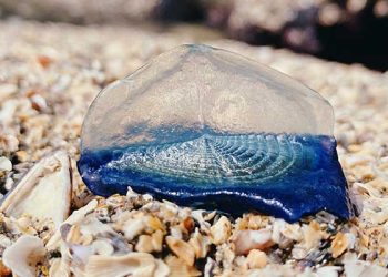 이쁘다고 만지지 마세요. 해파리 닮은 벨렐라 해변 장악