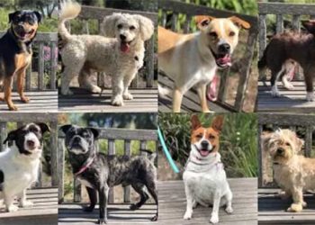 불 난 콘도에서 무려 113마리 애완견 발견