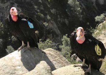 LA 동물원 경사, 멸종위기 콘도르 부화 성공