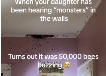 “엄마, 벽 속에 뭔가 있는 것 같아”…뜯어보니 경악(영상)