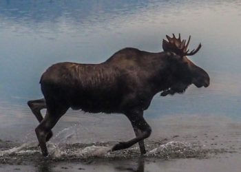 알래스카 사진작가, 큰사슴에 밟혀 사망..”사랑하던 일 하다 갔다”