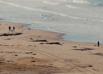 ‘자녀들 해변서 조개 77개 채취’ 엄마에게 8만 8천달러 벌금폭탄