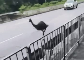 농장 탈출한 ‘에뮤’…도심 3시간 질주 소동(영상)