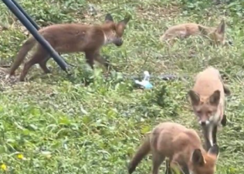 여우야 여우야 뭐하니? 뒷마당에 터 잡은 여우가족(영상)