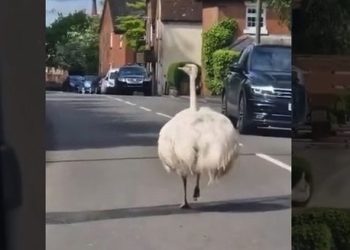 “도로에 타조가 달려요”…농장 탈출 타조 도로 질주