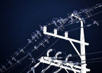 놀라운 까마귀 지능…이것까지 할 수 있다