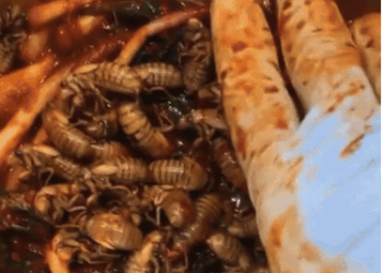 [화제] 한인 셰프 개발  ‘매미 김치’..”바닷가재 맛”(영상)