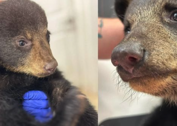 인간들 셀카 욕심에 고아 된 새끼곰