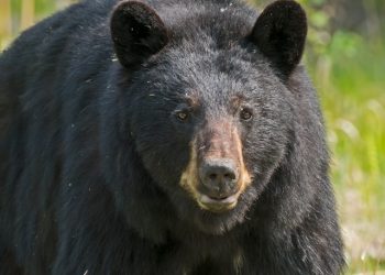 사냥한 흑곰 고기 먹은 가족들, 기생충 집단 감염