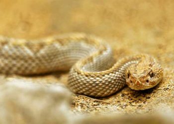 “누가 날 죽이려고” 맹독 방울뱀 소포 잇따라 배달