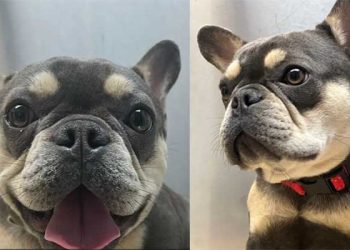 “LA선 애완견 산책도 범죄타겟” …프렌치 불독∙롤렉스 시계 뺏겨