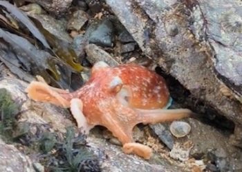 카멜레온처럼 색 변하는 문어(영상)