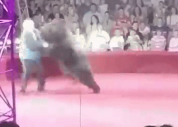 서커스 공연 하던 불곰, 조련사 습격(영상)