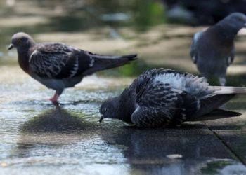 건강하던 50대 여성 폐렴진단…도심 출몰 이 동물 때문