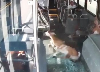 달리던 버스 앞유리 와장창…사슴 난입 날벼락