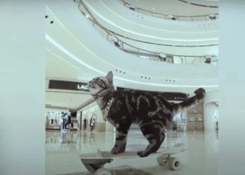 스케이트보드 타는 고양이…기네스 기록 경신(영상)