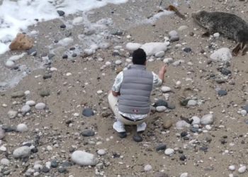 물개에 돌 던지고 괴롭힌 남성…경찰 추적(영상)