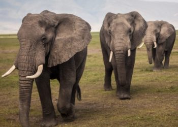 미국 여성 코끼리에 밟혀 사망…3월 이어 2번째