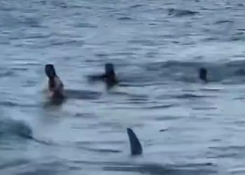 상어 출몰 오렌지 카운티 실비치 해변 폐쇄…