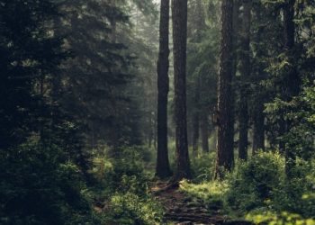 [이런 일도]동네 숲 하이킹 간 남성 조난 열흘 만에 구조