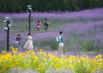 “제주 안 갈래요” 발 돌리는 관광객들….추락하는 제주, 무슨 일?