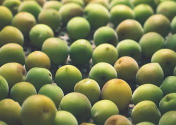 덜 익은 매실, 두통·어지럼증 유발…원인은 ‘이것’