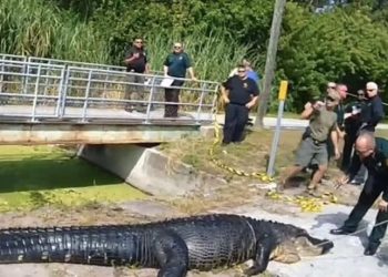 터질 듯 배 빵빵한 악어…뱃속 갈라보니 ‘경악'(영상)