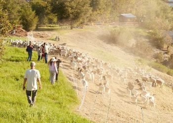 [화제] 산불시즌 캘리포니아, 염소 풀어 화재 막는다