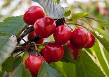 [주말 나들이] 20년 만에 체리 대풍년 … “체리 따러 가볼까요”