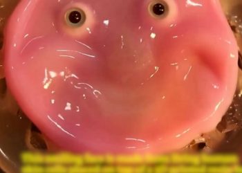 인간 피부 가진 로봇 …인간처럼 ‘씨익’ 미소 “소름”(영상)