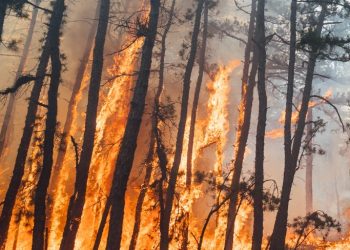 뉴저지 산불 급속 확산 광활한 삼림 전소..65% 진화