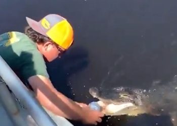 ‘악어 득실’ 강에서 악어 이빨로 맥주 캔따기 (영상)