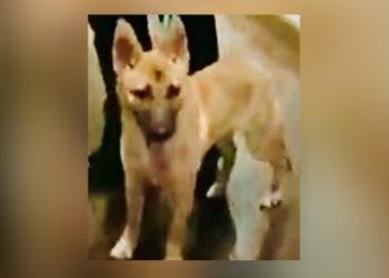 한인타운서 끔찍한 동물학대 …아파트 계단 영양실조 강아지 떨어뜨려