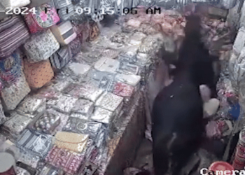 난데없이 황소들 돌진 옷가게 쑥대밭…혼비백산(영상)