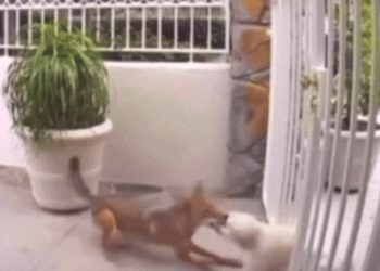 코요테에 주둥이 물려 질질 끌려간 강아지 포착(영상)