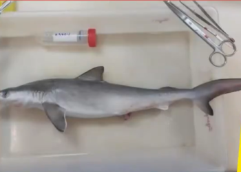 코카인 중독된 상어들 다수 발견…바닷속에 무슨 일?