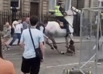 [이런일도] 경찰 탄 말 다리 물고 난동 피운 강아지(영상)