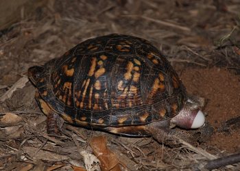 미 국경서 거북이 29마리 몰래 빼낸 여성, 중국인이었다