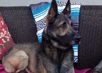 집 문 열자마자 경찰견이 공격…LA 셰리프국 상대 소송