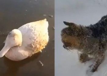 오리·여우 얼어붙었다…최악의 혹한 아르헨티나 상황