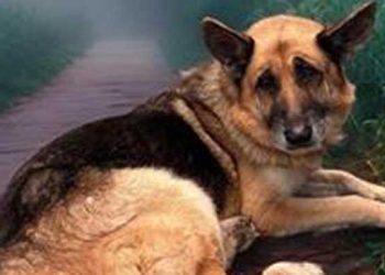 “누가 이런 짓을” 말리부캐년서 케이블타이로 입 묶인 유기견