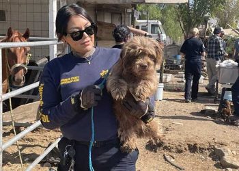 ‘견주 고독사’ 주택서  반려견 수십마리 방치 …14마리 구조